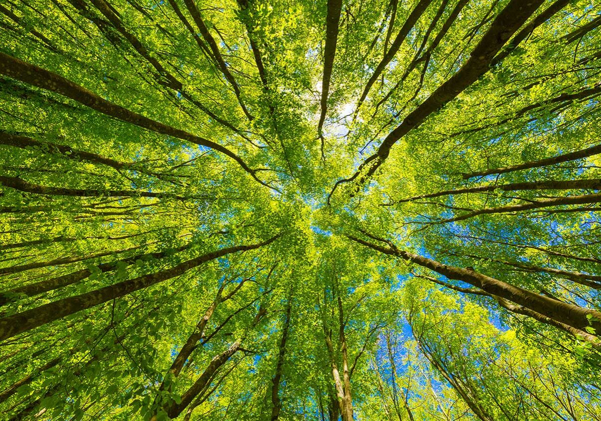 looking up at the trees in a forest